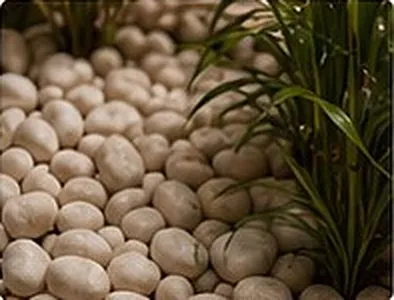White river pebbles beside a potted plant.